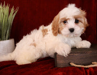 Cavapoo