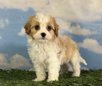 Cavapoo
