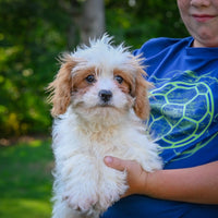 Cavapoo