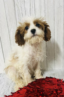 Cavapoo