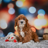 Cavapoo