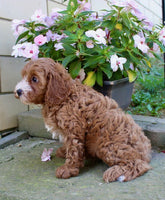 Cavapoo