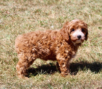 Cavapoo
