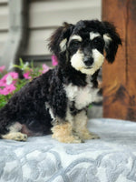 Cavapoo
