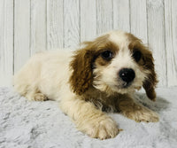 Cavapoo