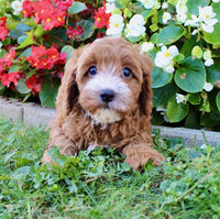 Cavapoo
