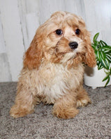 Cavapoo