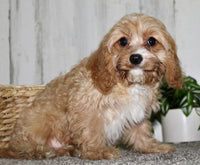 Cavapoo
