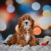 Cavapoo