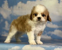 Cavapoo