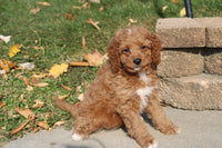 Cavapoo