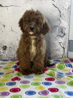 Cavapoo