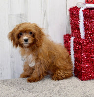 Cavapoo