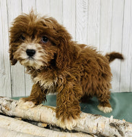 Cavapoo