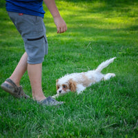 Cavapoo