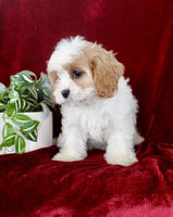 Cavapoo