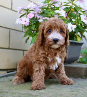 Cavapoo