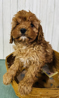 Cavapoo