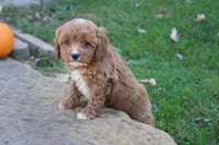 Cavapoo