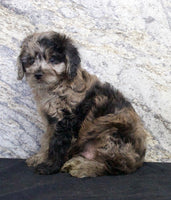Cavapoo