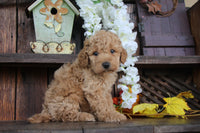 Cavapoo