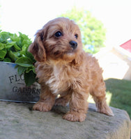 Cavapoo
