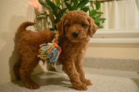 Cavapoo