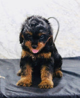 Cavapoo