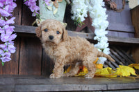 Cavapoo