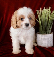 Cavapoo