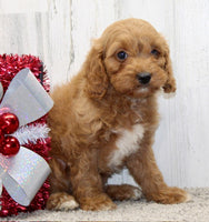  Cavapoo