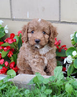 Cavapoo