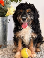 Cavapoo