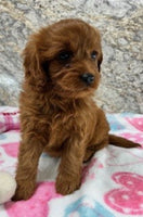 Cavapoo