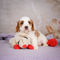 Cavapoo