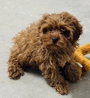 Cavapoo