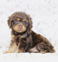 Cavapoo