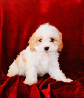 Cavapoo