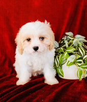 Cavapoo