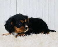 Cavapoo