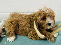 Cavapoo