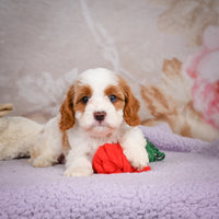 Cavapoo