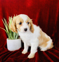 Cavapoo