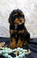 Cavapoo
