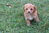 Cavapoo