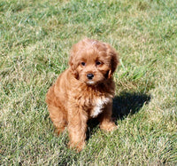 Cavapoo