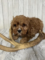 Cavapoo