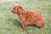 Cavapoo