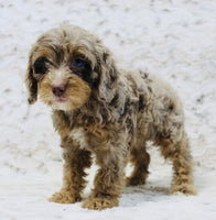  Cavapoo