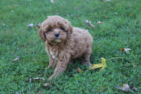 Cavapoo